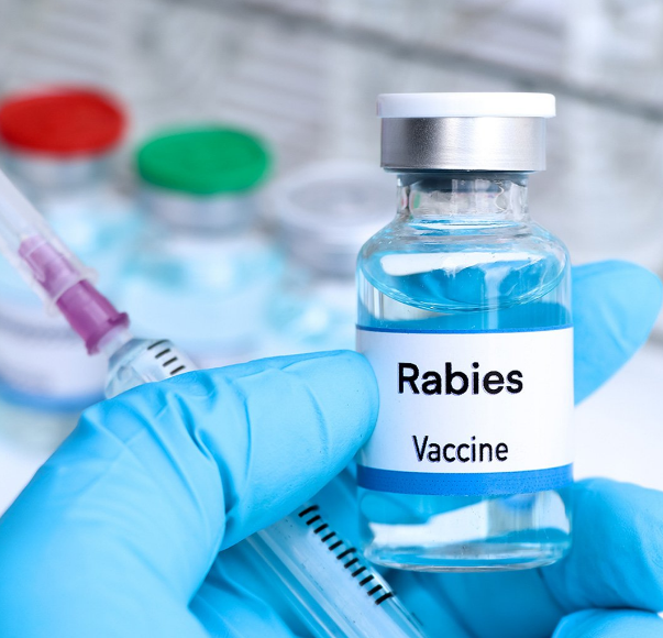 Positive rabies case reported in Henderson